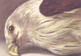 Thumb_painting-of-realistic-eagle-on-the-ground-looking-straight-at-the-viewer