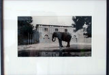 Thumb_elephant-infront-of-a-house-in-black-and-white